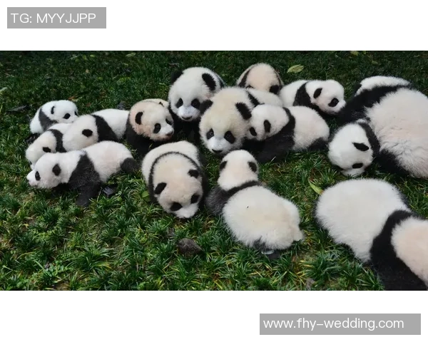 熊猫体育助力国际友谊构建中外体育文化交流的桥梁与纽带